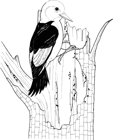 Red Headed Woodpecker Coloring Page